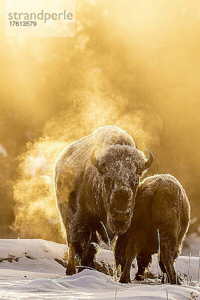 Zwei mit Frost bedeckte Bisons (Bison bison)  die in einem schneebedeckten Feld stehen  wobei das goldene Morgenlicht den Dampf beleuchtet  der aus ihren Körpern aufsteigt; Yellowstone National Park  Wyoming  Vereinigte Staaten von Amerika