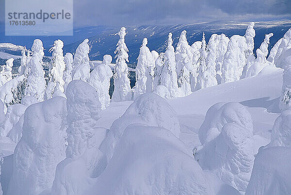 Schneegespenster  Sun Peaks  British Columbia  Kanada