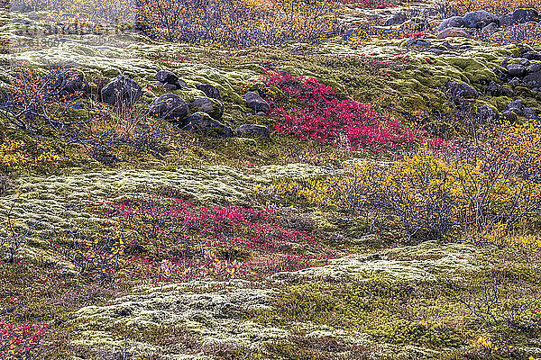 Bunte Wildblumen und moosbewachsener Boden über einem felsigen Feld; Island