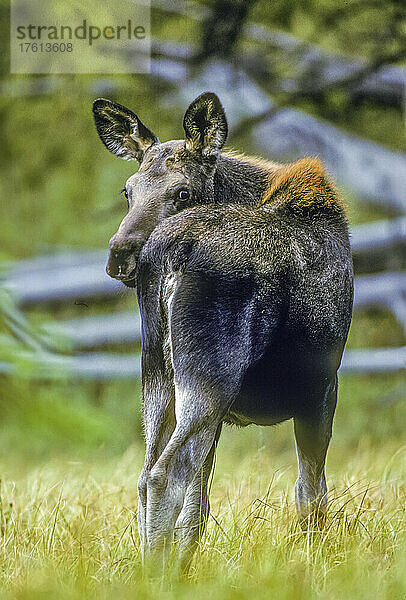 Ein fettes und gesundes Elchkalb (Alces alces) am Ende seines ersten Sommers  das über seine Schulter in die Kamera schaut; Yellowstone National Park  Wyoming  Vereinigte Staaten von Amerika