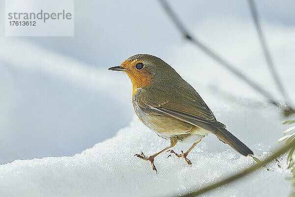 Porträt eines Rotkehlchens (Erithacus rubecula)  das auf Schnee steht; Bayern  Deutschland