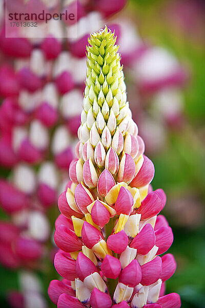 Rosa Lupine in Blüte  Schreiner's Iris Gardens; Salem  Oregon  Vereinigte Staaten von Amerika