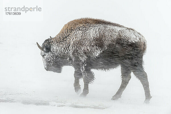 Ein junger  schneebedeckter amerikanischer Bison (Bison bison) stapft durch den wehenden Schnee in einem Schneesturm  Yellowstone National Park; Wyoming  Vereinigte Staaten von Amerika