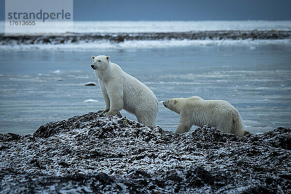 Eisbär (Ursus maritimus) lehnt mit seinem Jungtier an einem Felsen am Wasser; Arviat  Nunavut  Kanada