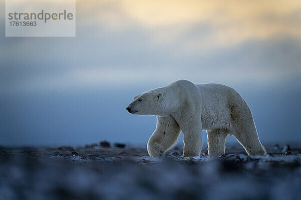 Eisbär (Ursus maritimus) überquert felsige Tundra und hebt die Tatze; Arviat  Nunavut  Kanada