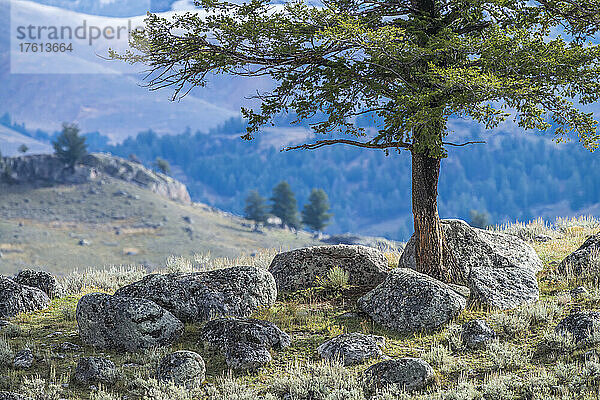 Douglasie (Pseudotsuga menziesii)  die aus einem Ammenfelsen im Lamar Valley  Yellowstone National Park  Vereinigte Staaten von Amerika  wächst