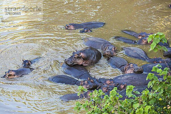 Eine Gruppe von Flusspferden (Hippopotamus amphibius) kühlt sich im Wasser in der Nähe des Ufers im Maasai Mara National Park  Kenia  Afrika