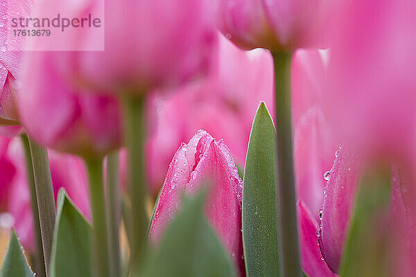 Detailaufnahme von rosa blühenden Tulpen mit Wassertropfen auf den Blütenblättern; Woodburn  Oregon  Vereinigte Staaten von Amerika