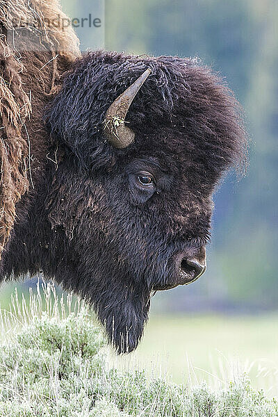 Nahaufnahme des Profils eines Bison-Bullen (Bison bison)  der auf einer Wiese grast; Yellowstone National Park  Wyoming  Vereinigte Staaten von Amerika