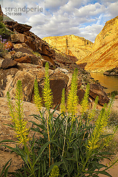 Princess Plume wächst in einem Canyon am Ufer des Colorado River.