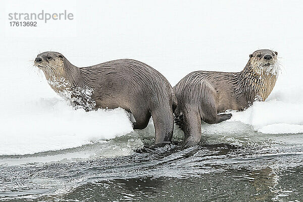 Nördliche Flussotter (Lutra canadensis) liegen auf Eis und Schnee am Ufer des Wassers; Montana  Vereinigte Staaten von Amerika