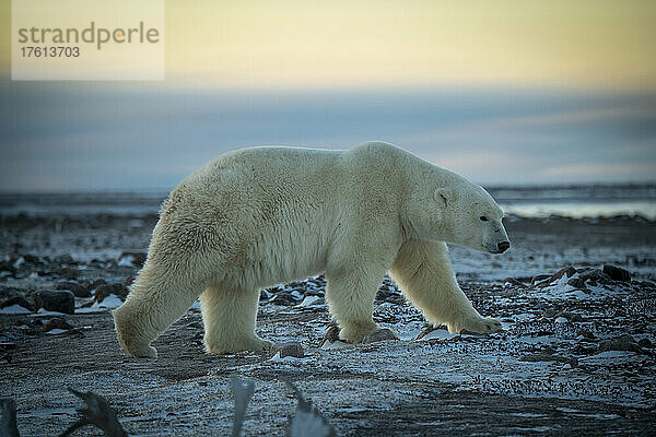 Eisbär (Ursus maritimus) wandert über die flache  verschneite Tundra; Arviat  Nunavut  Kanada