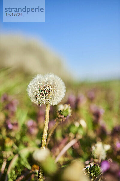 Löwenzahn-Samenkopf (Taraxacum sect. Ruderalia) blühend zwischen Wildblumen; Bayern  Deutschland