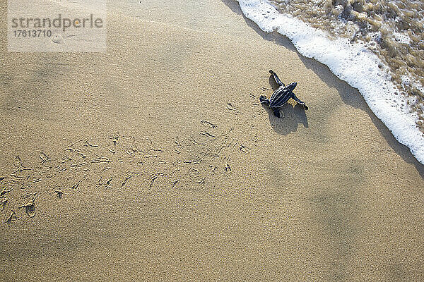 Eine frisch geschlüpfte Lederschildkröte macht sich auf den Weg über den Strand in Richtung Meer.
