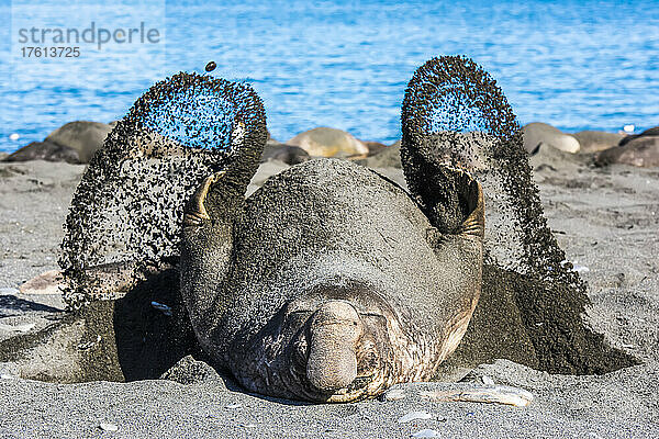 Südlicher Seeelefantenbulle (Mirounga leonina)  der auf dem Rücken am Strand liegt und sich den Sand über den Körper streicht  um sich in der Sonne abzukühlen; Südgeorgien  Antarktis