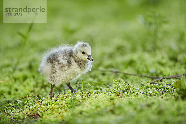 Nonnengans (Branta leucopsis)  Küken auf einer Wiese; Bayern  Deutschland