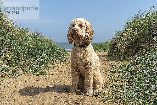 Blonder Cockapoo-Hund sitzt im Sand neben Strandgräsern mit dem Meer im Hintergrund; South Shields  Tyne and Wear  England