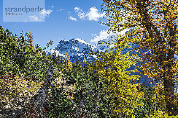 Goldene Lärchen entlang des Eiffel Lake Trail im Banff National Park; Alberta  Kanada
