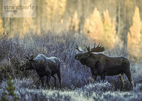 Ein Elchbulle (Alces alces)  der einer Elchkuh den Hof macht  die durch die vereisten Weiden im Wald läuft; Yellowstone National Park  Wyoming  Vereinigte Staaten von Amerika