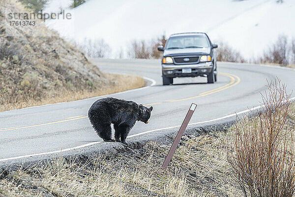 Amerikanischer Schwarzbär (Ursus americanus)  der am Straßenrand steht und ein Auto beobachtet  das auf ihn zufährt; Yellowstone National Park  Wyoming  Vereinigte Staaten von Amerika