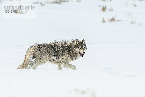 Ein grauer Wolf (Canis lupus)  der über ein schneebedecktes Feld läuft; Yellowstone National Park  Vereinigte Staaten von Amerika