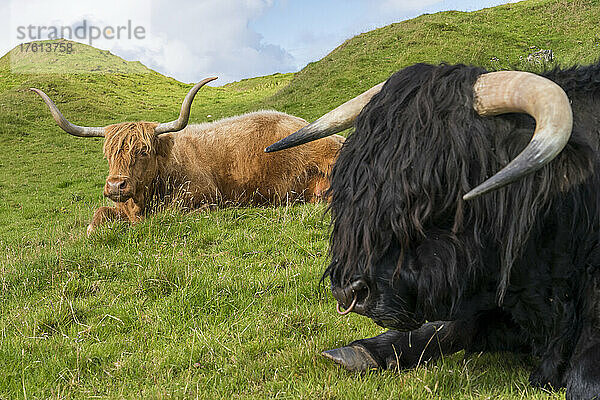 Hochlandrinder ruhen auf einer Weide auf der Insel Iona  Schottland; Iona  Schottland