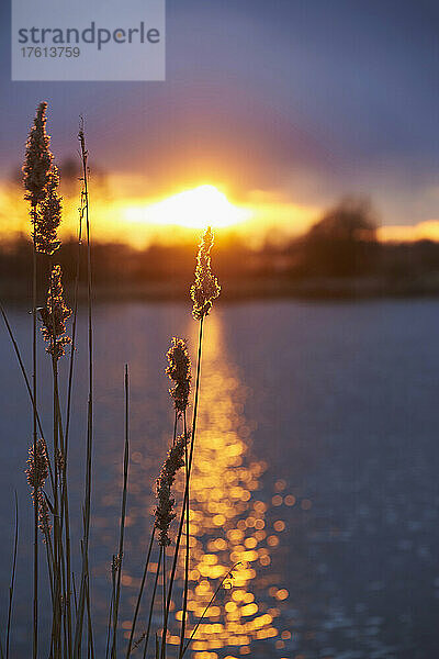 Gemeines Schilf (Phragmites australis) im Sonnenuntergang über dem Fluss Danubia; Bayern  Deutschland