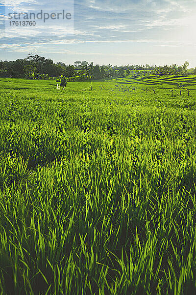 Üppige  grüne Reiskulturen auf Bali; Munggu  Bali  Indonesien