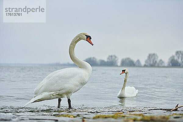 Höckerschwan (Cygnus olor)  stehend am Ufer der Donau  ein anderer schwimmt direkt am Ufer; Oberpfalz  Bayern  Deutschland