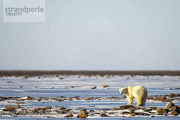 Eisbär (Ursus maritimus) steht inmitten von Schnee und Felsen; Arviat  Nunavut  Kanada