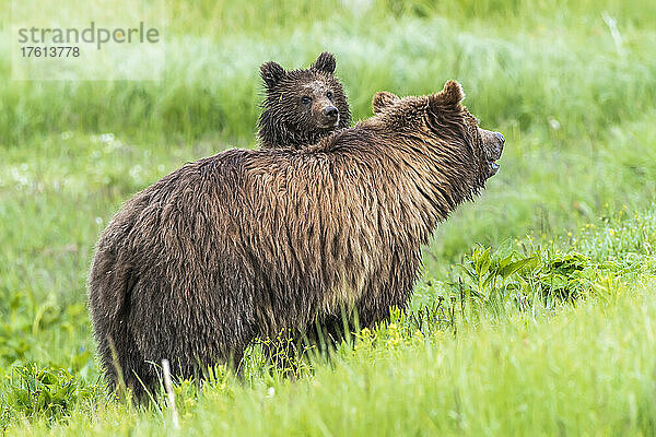 Ein Braunbärenjunges (Ursus arctos)  das über seine Mutter hinwegschaut  Yellowstone National Park; Vereinigte Staaten von Amerika