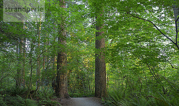 Pfad durch den üppigen Stadtwald Green Timbers in Surrey  BC  Kanada; Surrey  British Columbia  Kanada