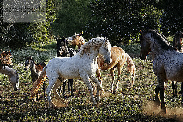 Mustang kämpft gegen einen anderen Hengst im Wild Horse Sanctuary; Shingletown  Kalifornien  Vereinigte Staaten von Amerika
