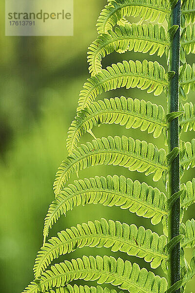 Detail eines männlichen Farns oder Wurmfarns (Dryopteris filix-mas); Bayern  Deutschland