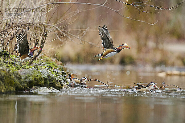 Männchen der Mandarinente (Aix galericulata) schwimmen auf einem See; Bayern  Deutschland