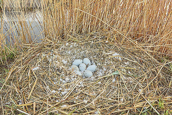 Eier des Höckerschwans (Cygnus olor) in einem Nest; Franken  Bayern  Deutschland