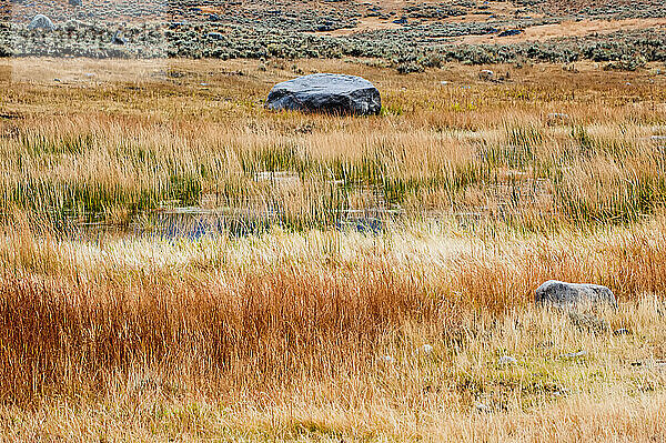 Getrocknetes Gras und Salbeibusch in einem herbstlich gefärbten Feld mit Gletscherfindlingen im Lamar Valley; Yellowstone National Park  Wyoming  Vereinigte Staaten von Amerika