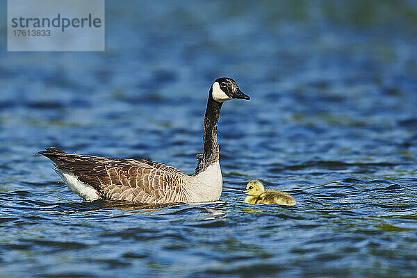 Kanadagans (Branta canadensis)  Mutter mit ihrem Küken  schwimmend auf einem See; Bayern  Deutschland