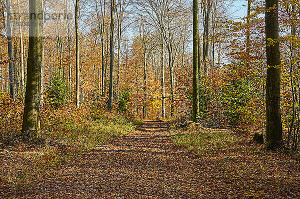 Leuchtende Herbstfarben mit einem Waldweg; Spessart  Bayern  Deutschland