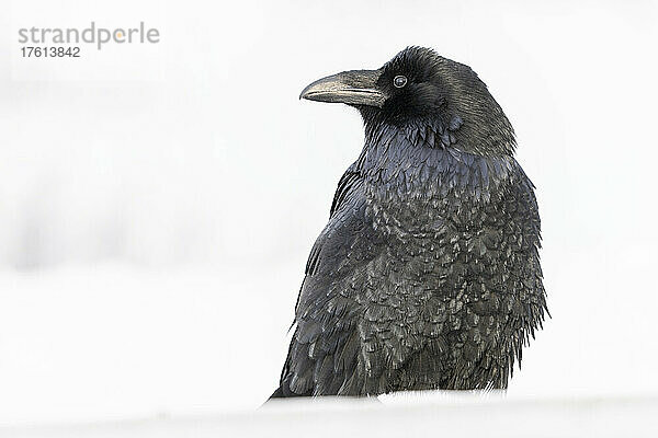 Nahaufnahme eines Kolkraben (Corvus corax)  der im Schnee sitzt; Yukon  Kanada