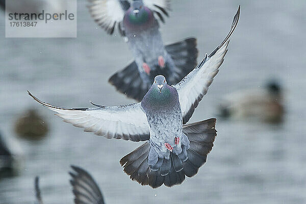 Verwilderte Tauben (Columba livia domestica)  die auf dem Wasser landen; Bayern  Deutschland