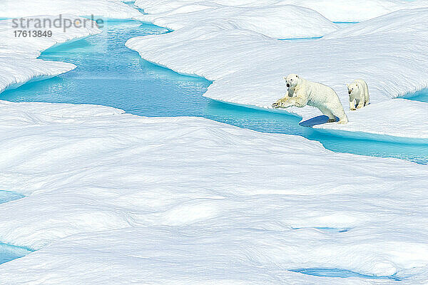 Ein Eisbär (Ursus maritimus) und sein Junges springen zwischen Eisschollen in der kanadischen Arktis.