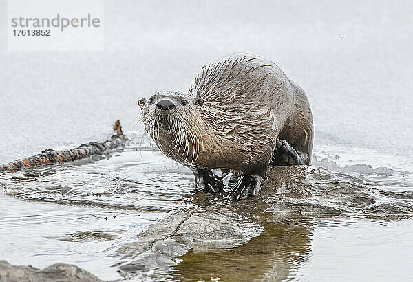 Porträt eines nordamerikanischen Flussotters (Lutra canadensis)  der aus dem Wasser auf einen Felsen klettert und neugierig in die Kamera schaut; Yellowstone National Park  Vereinigte Staaten von Amerika