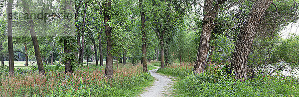 Pfad durch die Bäume im Wald von Fraser's Grove Park entlang des Red River; Winnipeg  Manitoba  Kanada