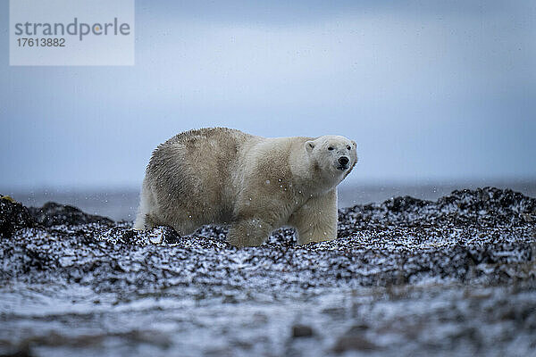 Eisbär (Ursus maritimus) steht auf der Tundra im Schnee; Arviat  Nunavut  Kanada