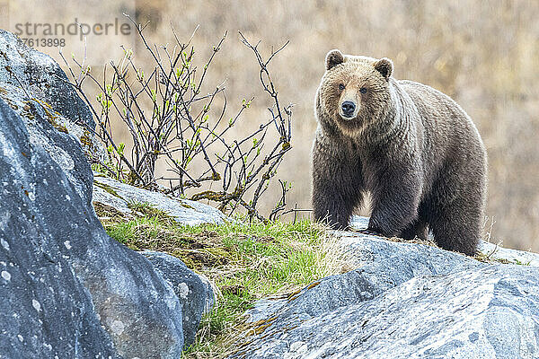 Porträt eines Braunbären (Ursus arctos)  der auf den Felsen im Glacier Bay National Park steht; Südost-Alaska  Alaska  Vereinigte Staaten von Amerika
