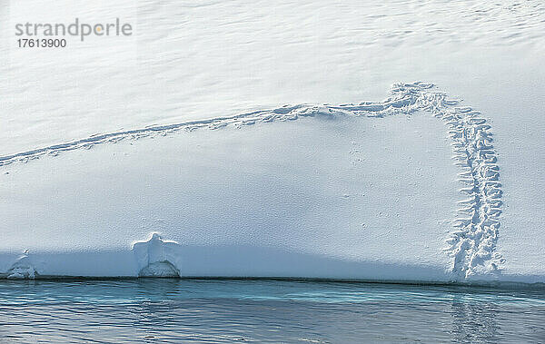 Adeliepinguin (Pygoscelis adeliae): Spuren im Schnee  die zum kalten  türkisfarbenen Wasser des Ozeans führen  und ein Abdruck eines Pinguins in voller Länge auf der Schneebank; Antarktis