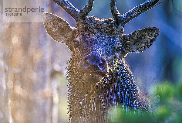 Nahaufnahme eines Elchbullen (Cervus canadensis) im Morgenlicht mit nassem Fell von der Wanderung durch die tauüberzogenen Kiefern und das Gestrüpp am frühen Morgen; Yellowstone National Park  Wyoming  Vereinigte Staaten von Amerika