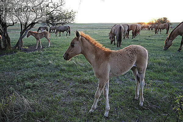 Geschütztes wildes Mustang-Fohlen mit wuscheligem Fell und anderen Pferden auf der Weide im Hintergrund; Lantry  South Dakota  Vereinigte Staaten von Amerika