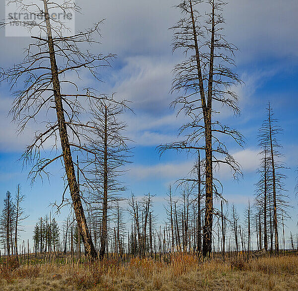 Laublose Bäume in einem durch Waldbrände verbrannten Wald  gesehen entlang des Highway 1 in Richtung Kamloops  BC; British Columbia  Kanada